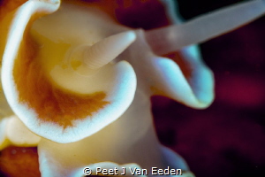A closer encounter with a Frilled Nudibranch by Peet J Van Eeden 